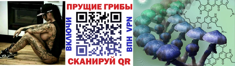Купить где  Кунгур  Псилоцибиновые грибы Psilocybine cubensis 
